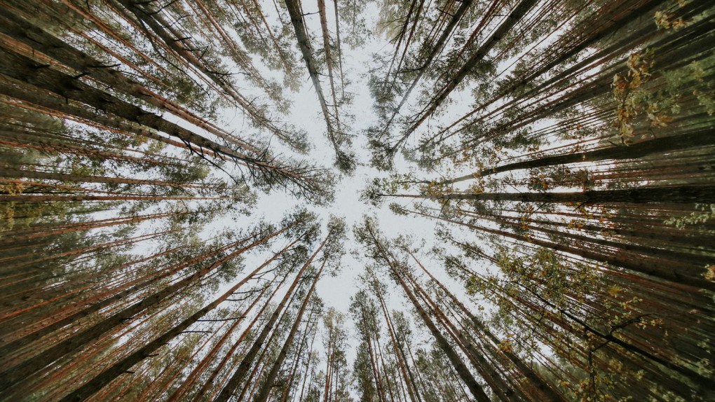 Вид с дерева вниз