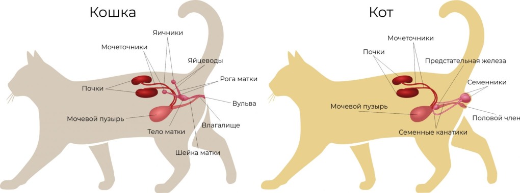 Кастрация котов схема операции