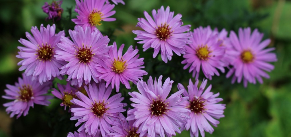 Aster macrophyllus Twilight
