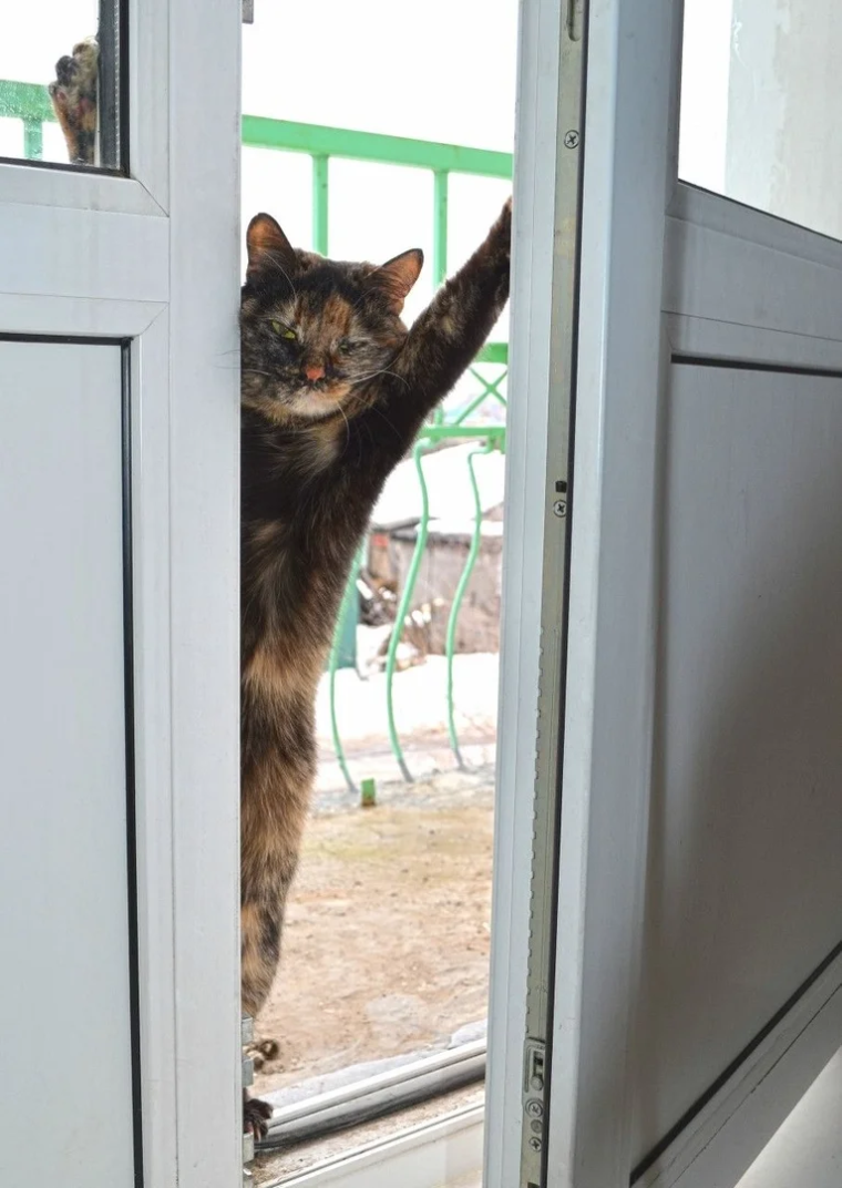 Кот пришел домой