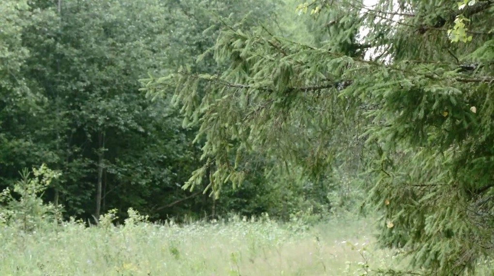 Бордели в Ярославле