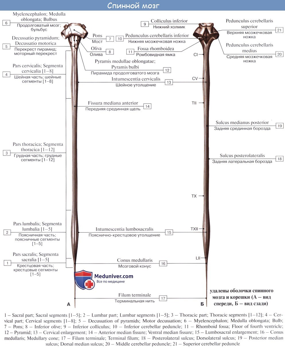 Красивый член черно белое