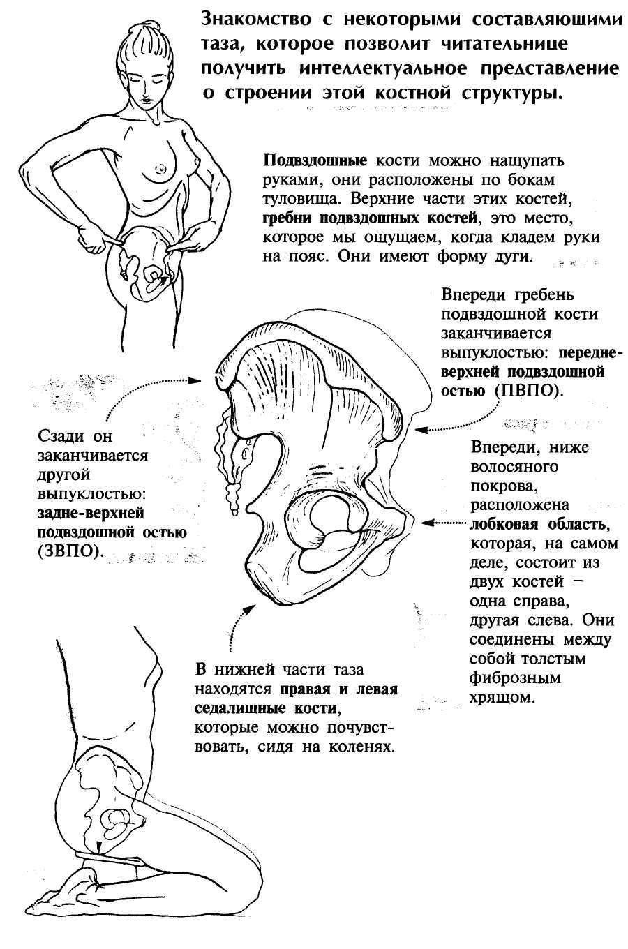 Нижняя Апертура малого таза