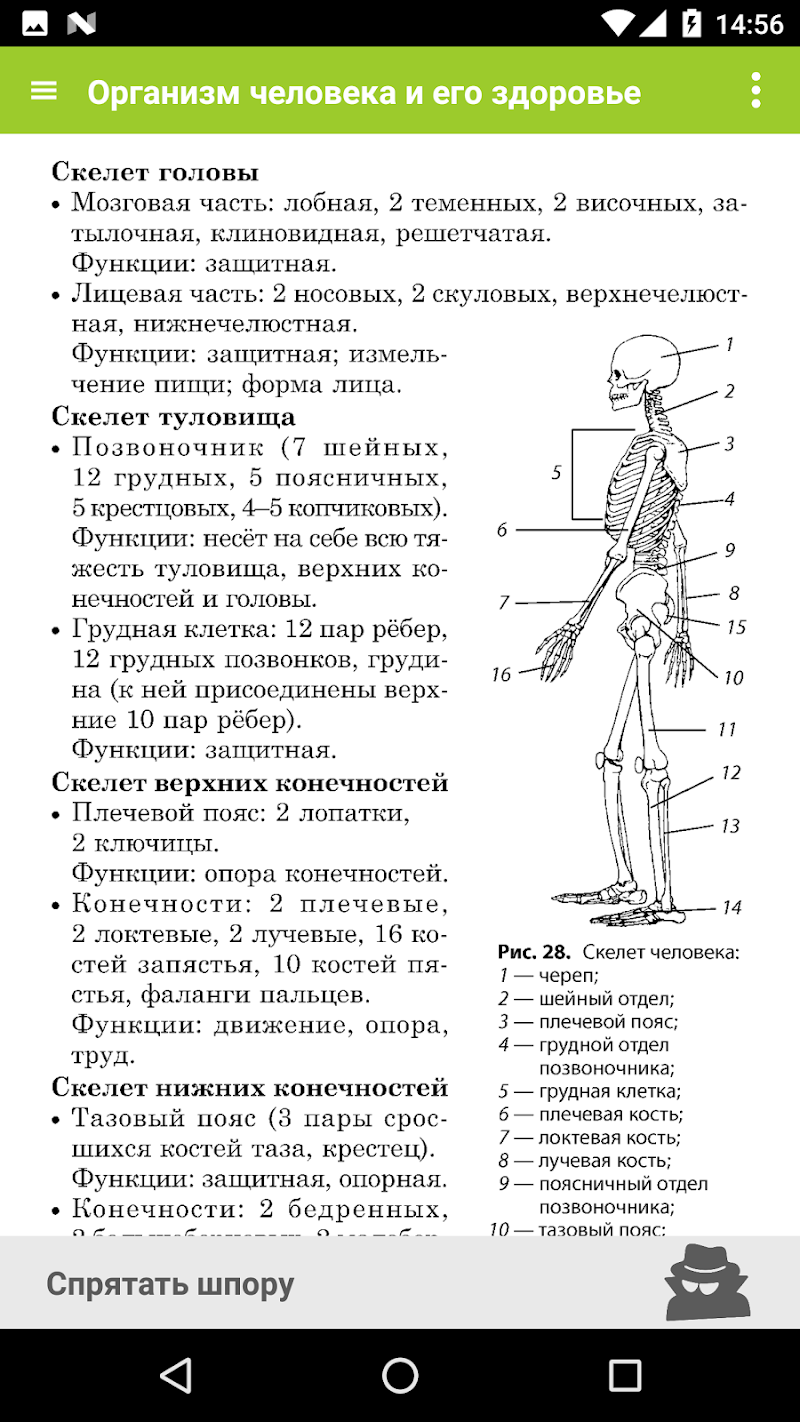 Упражнения для правильного положения таза