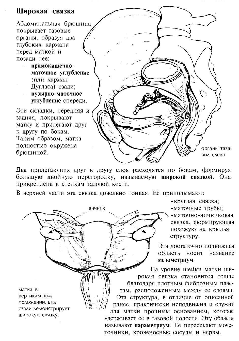 Лобковая кость анатомия