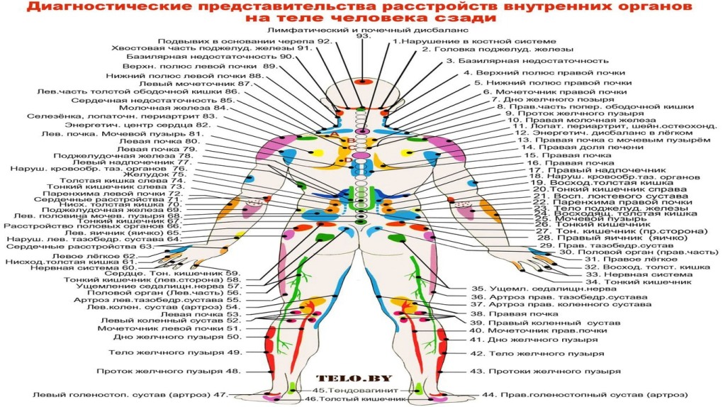 Скелет верхних конечностей человека анатомия лопатка