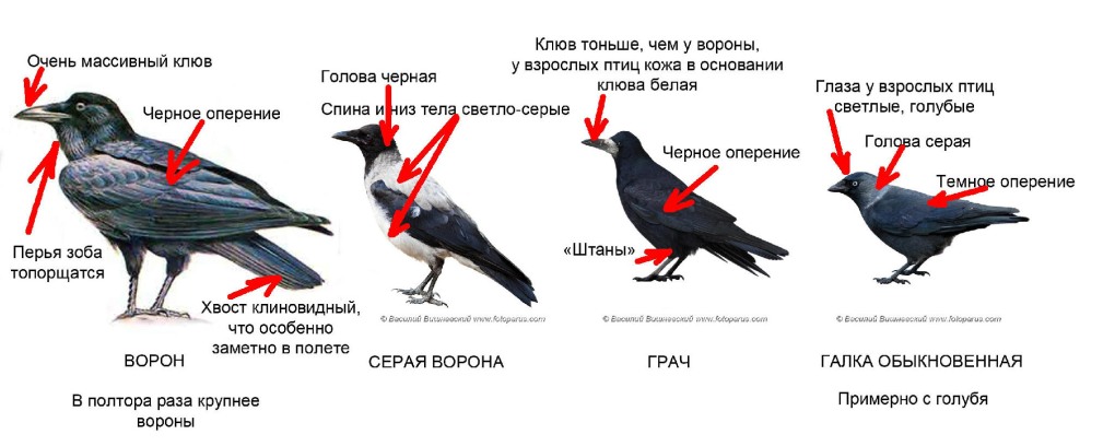 Таблица чувств эмоций состояний