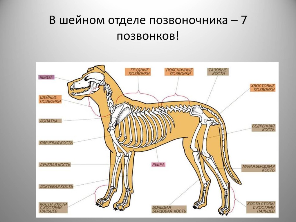 Тест по теме опорно двигательная система