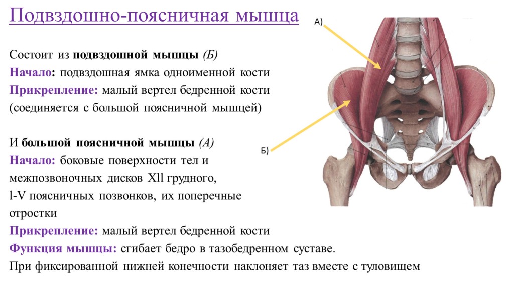 Мышцы таза начало прикрепление функции таблица
