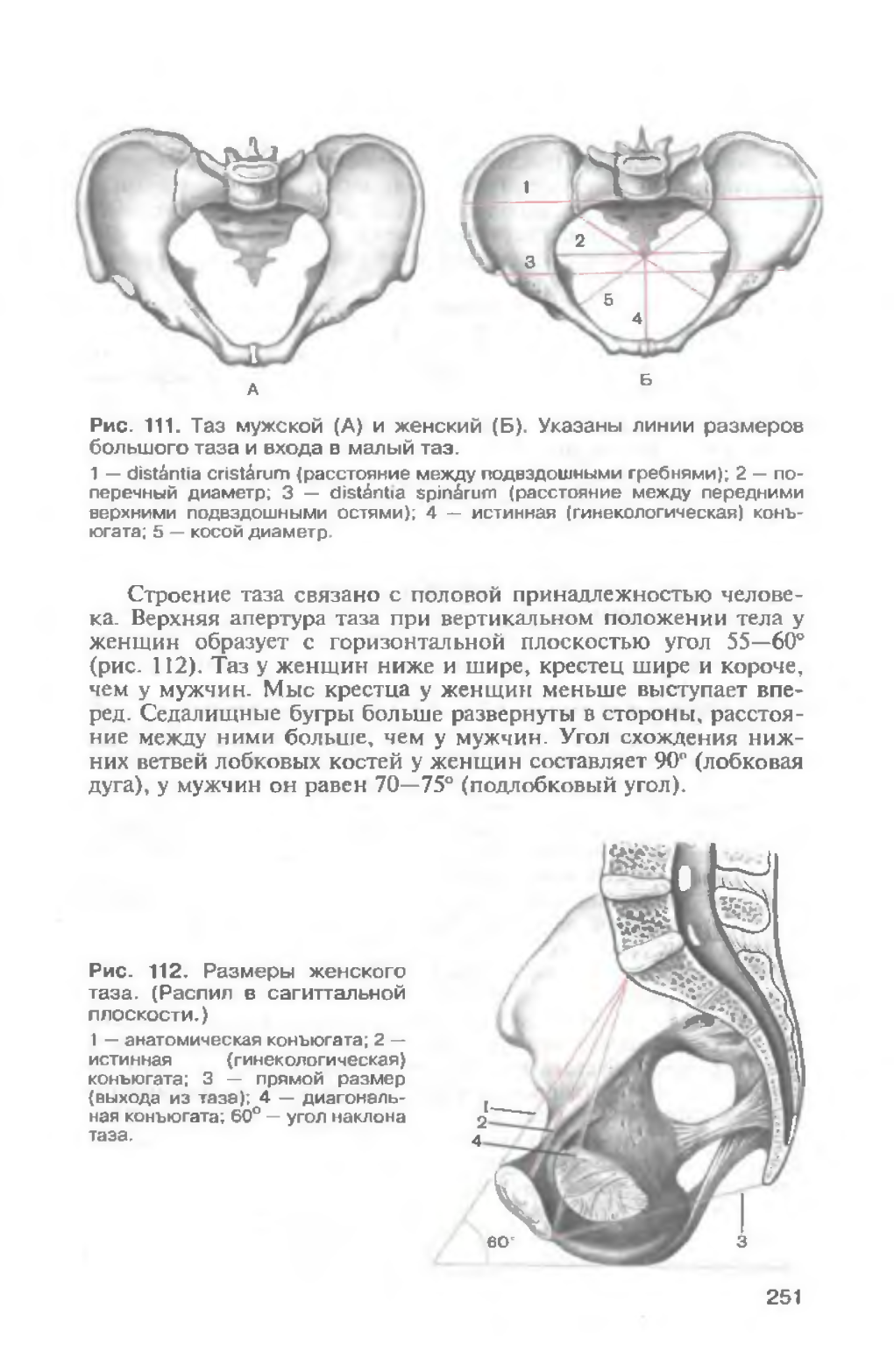 Подвздошно поясничная мышца вид сбоку