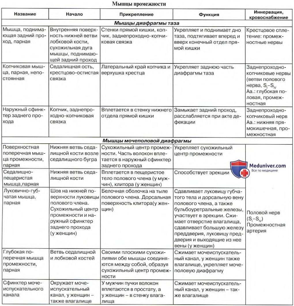 Кости таза вид сзади