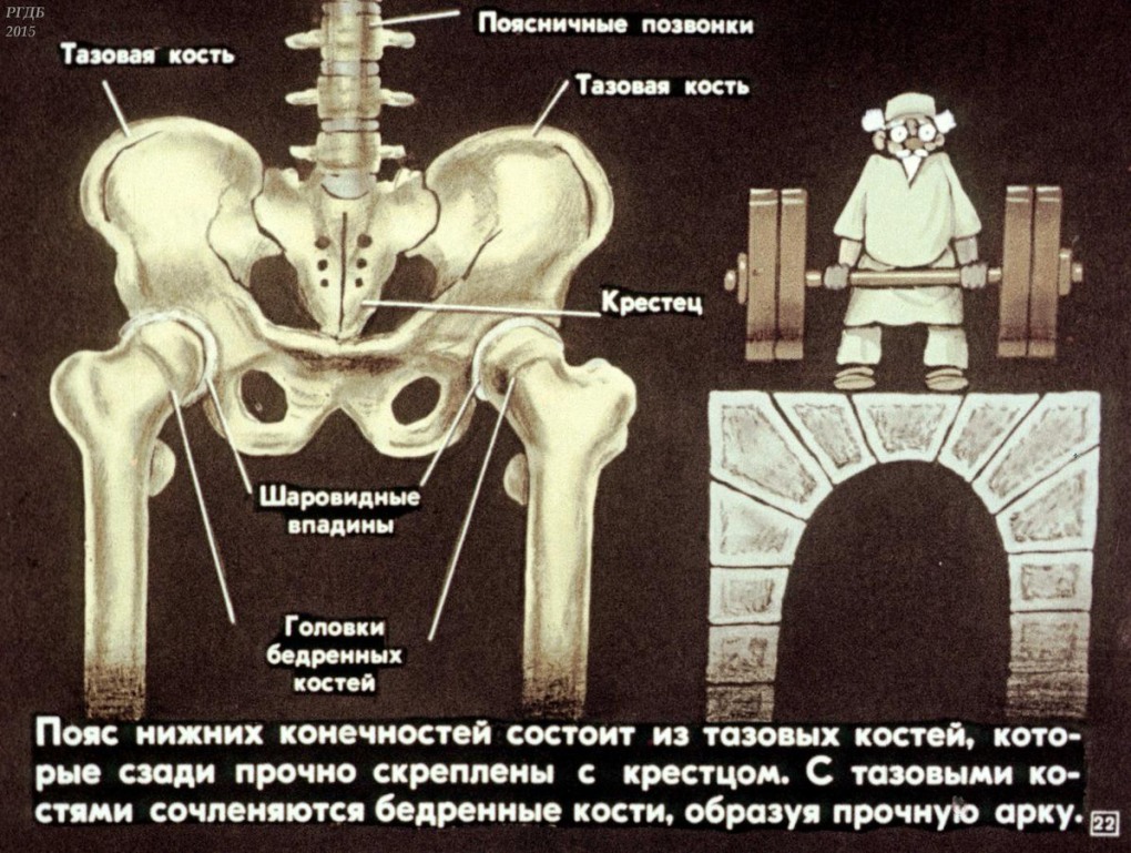 Оскольчатый перелом таза у кошки
