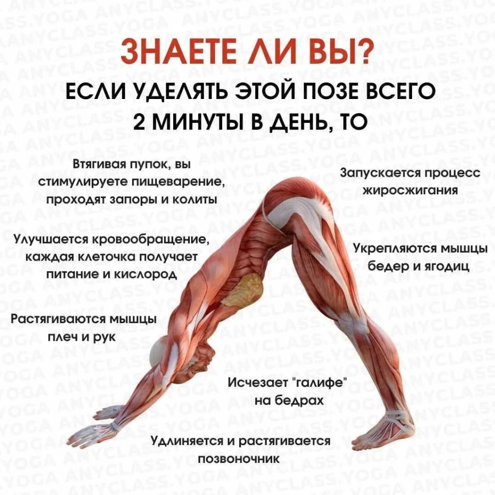 Асана Дельфин