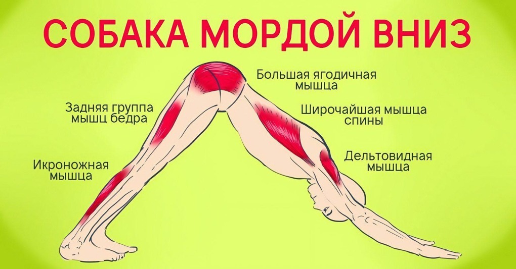 Урдхва Мукха Шванасана (собака мордой вверх)