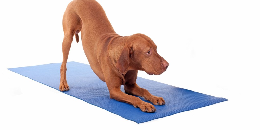 Поза собаки выпрашивания