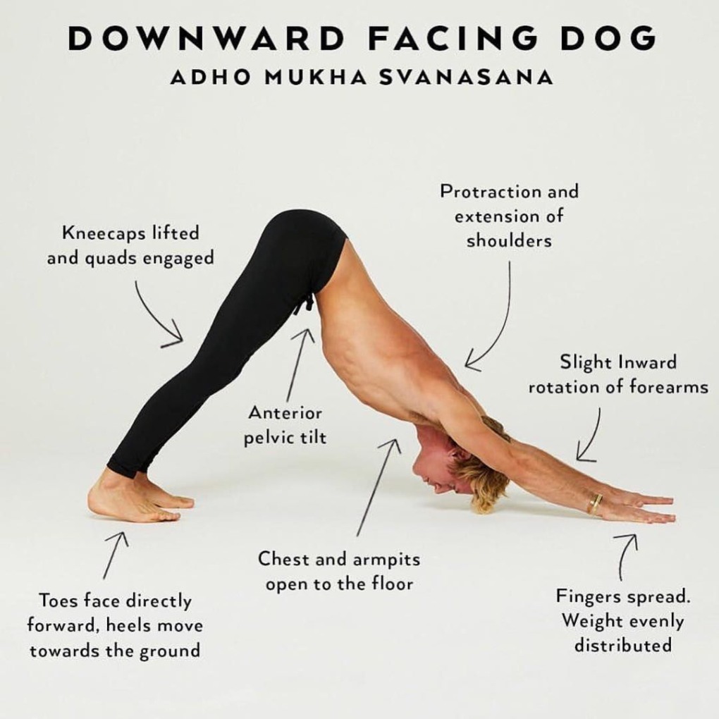 Упражнение собака мордой вниз как делать