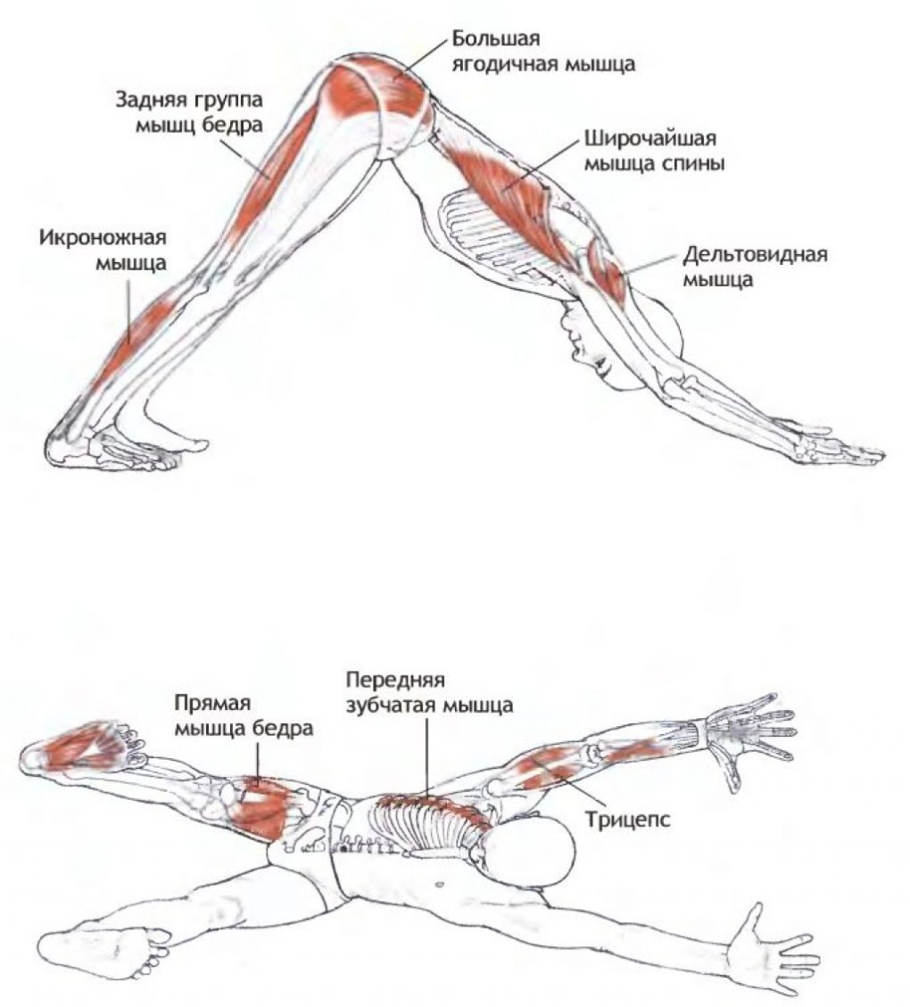 Практикуют йогу