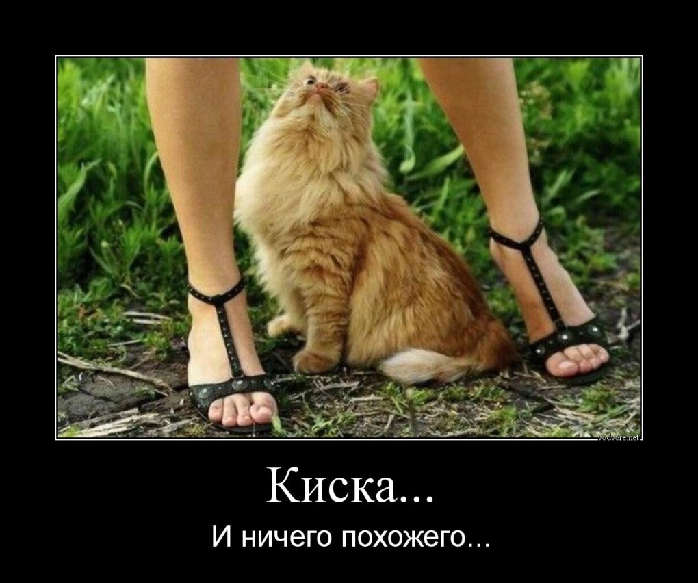 Котик хочет киску