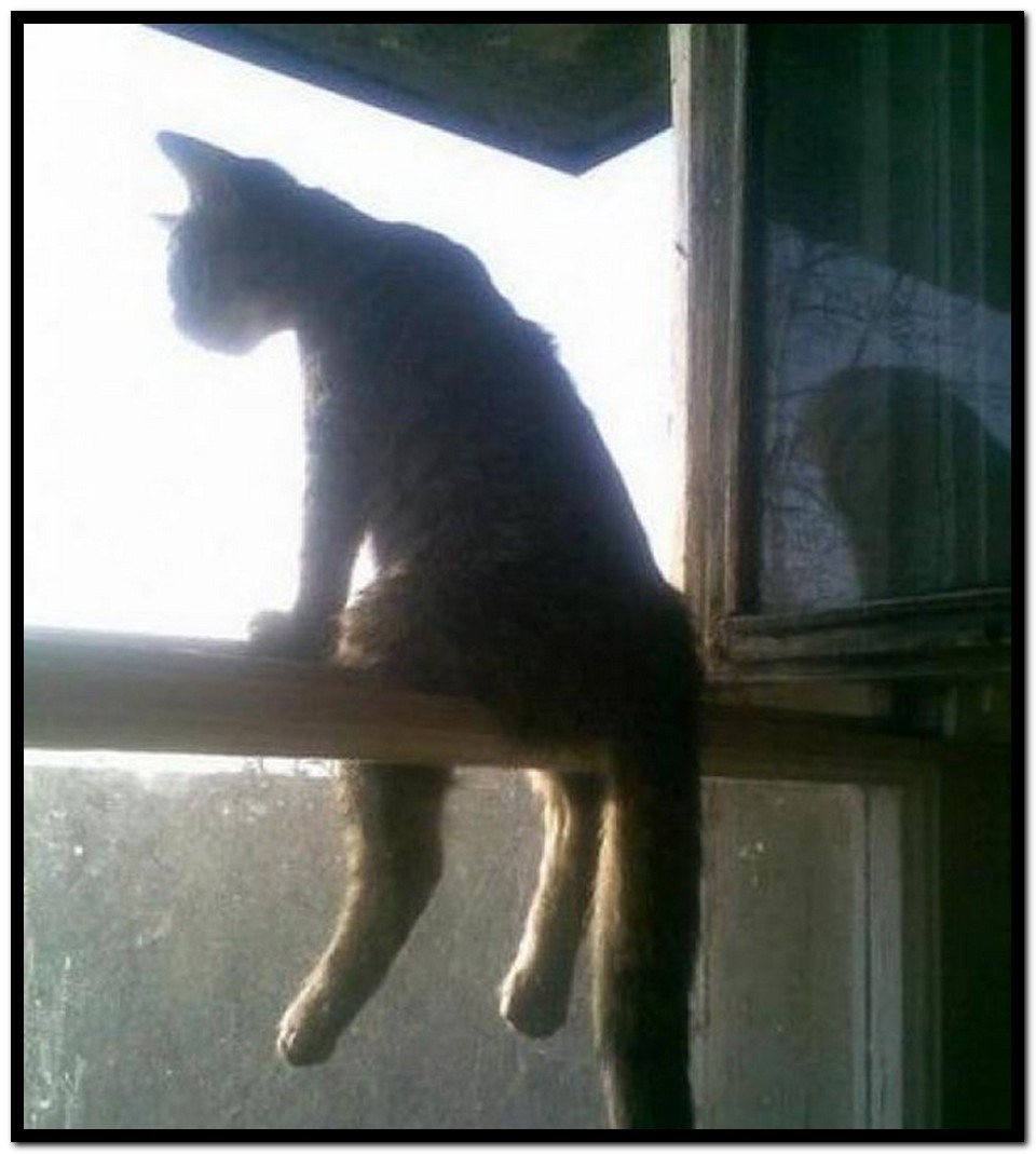 Кошка в форточке