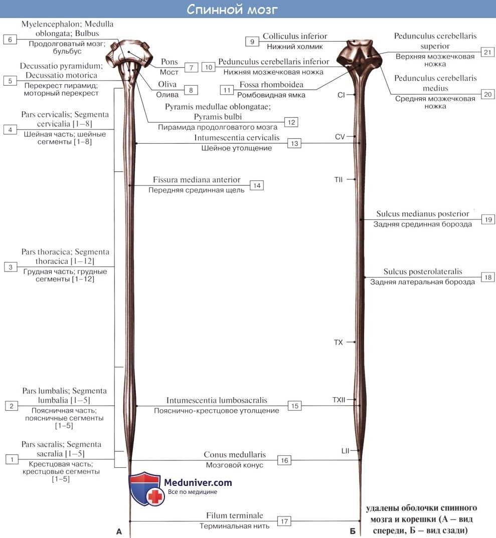 Хентай зрелые волосатые
