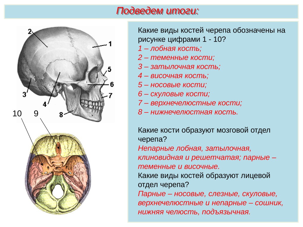 Строение черепа человека сзади фото с описанием