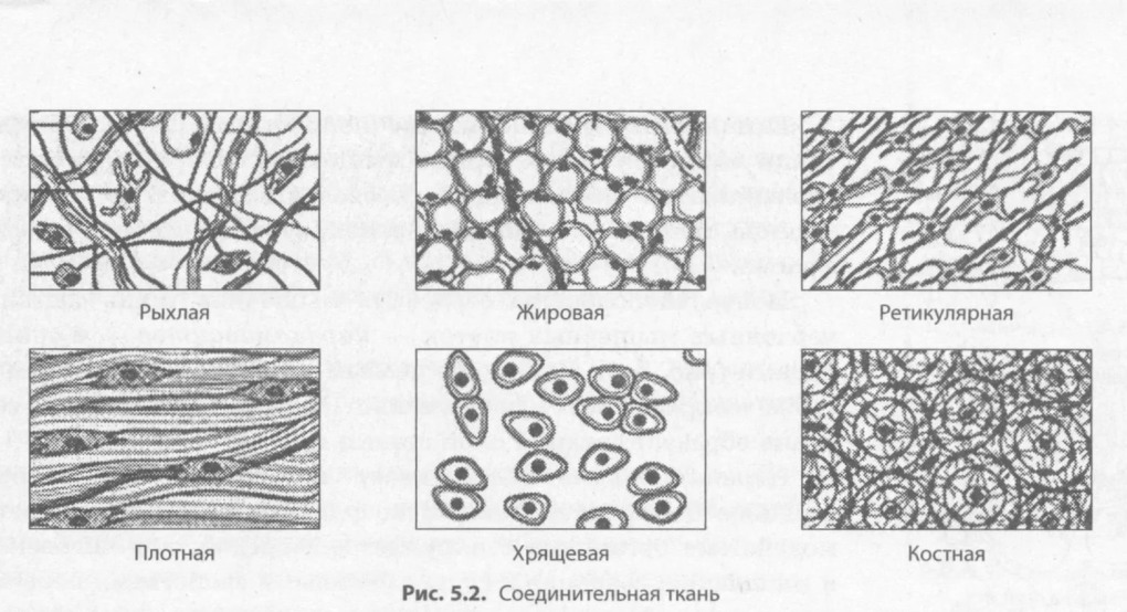 Соединительная ткань человека рисунок