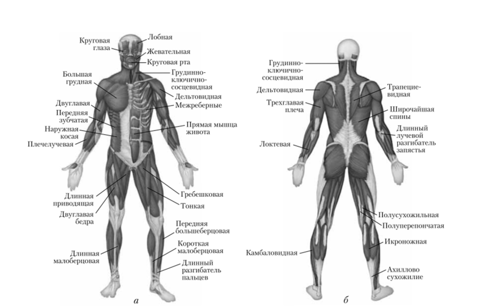 Строение мышц человека вид сзади