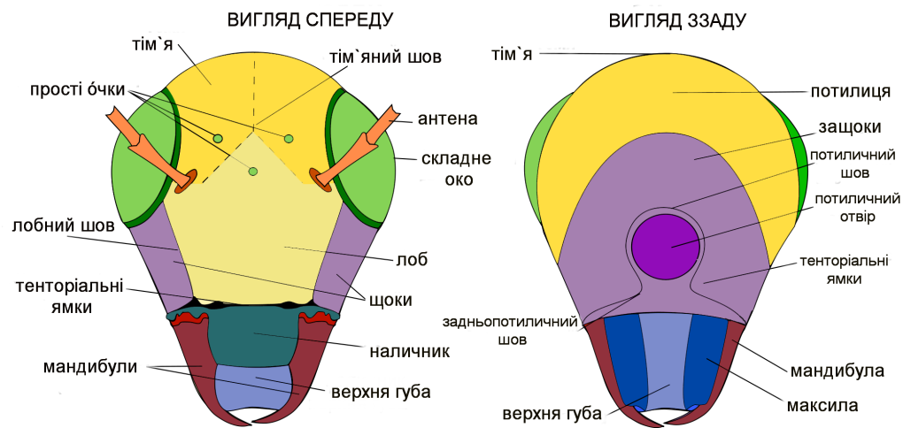 Строение голов насекомых