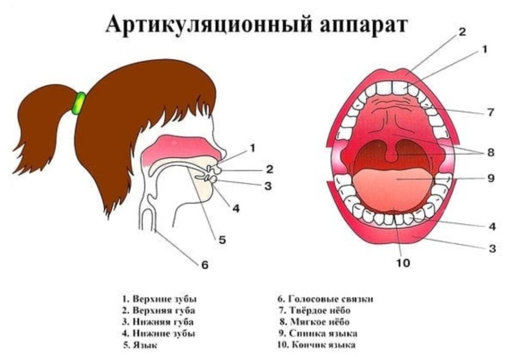 Строение артикуляционного отдела речевого аппарата