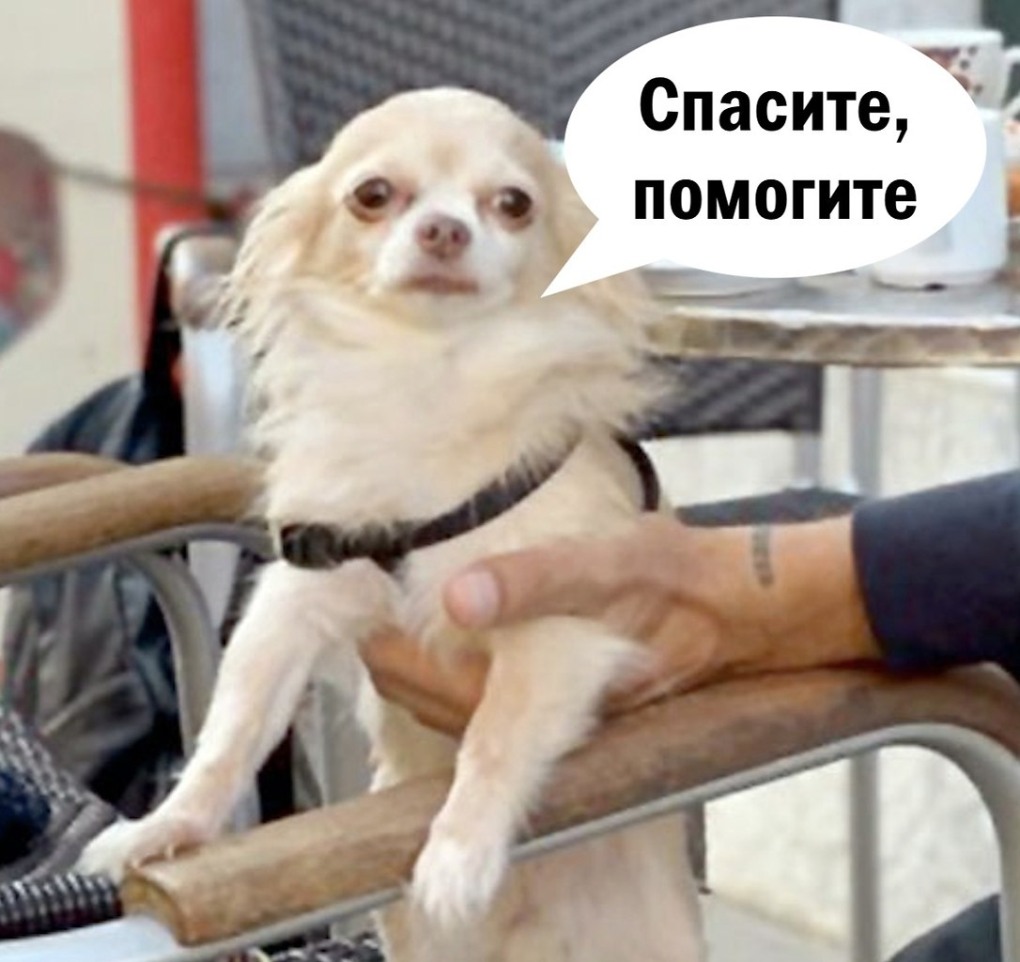 Леша Панин с собакой