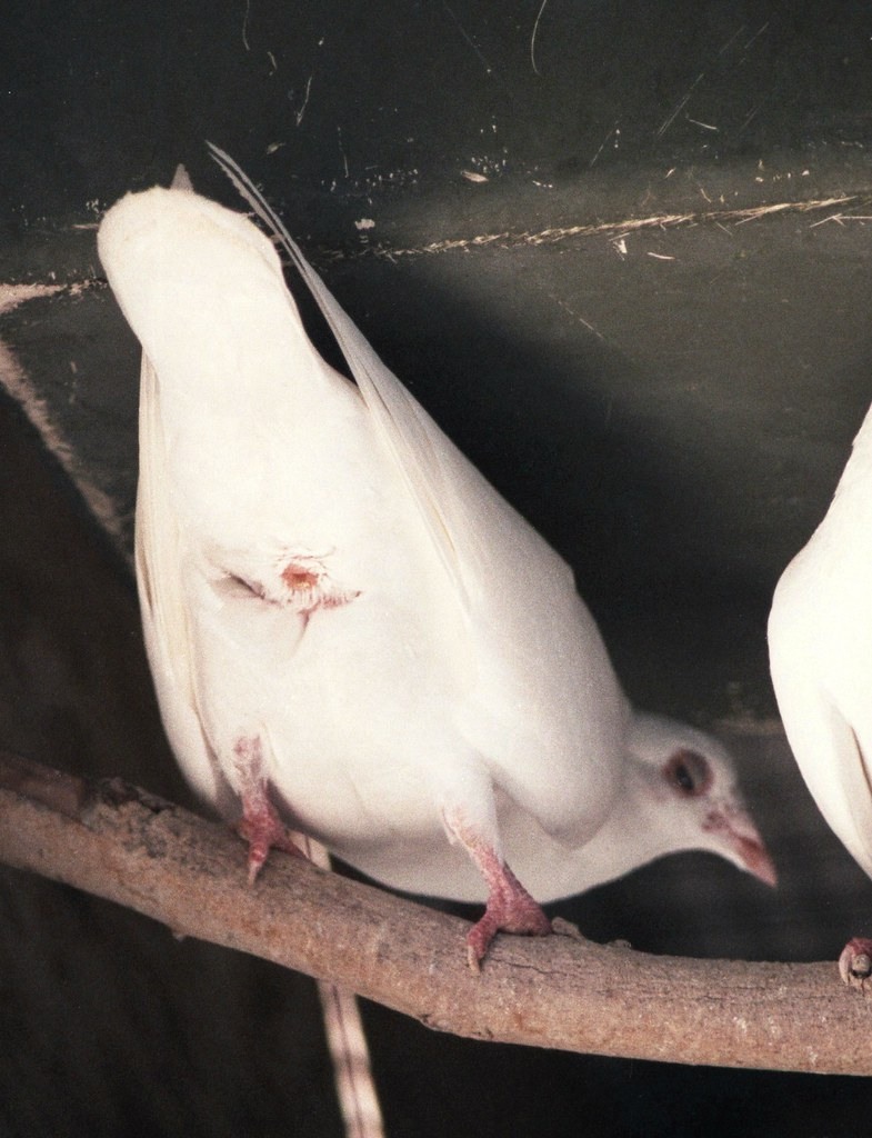 Очко голубя