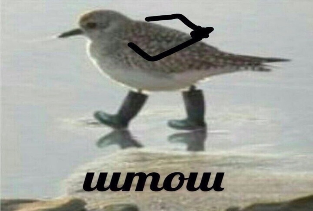 Мем штош с птицей