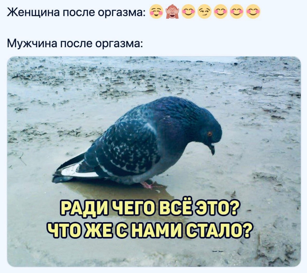 Обиженный голубь