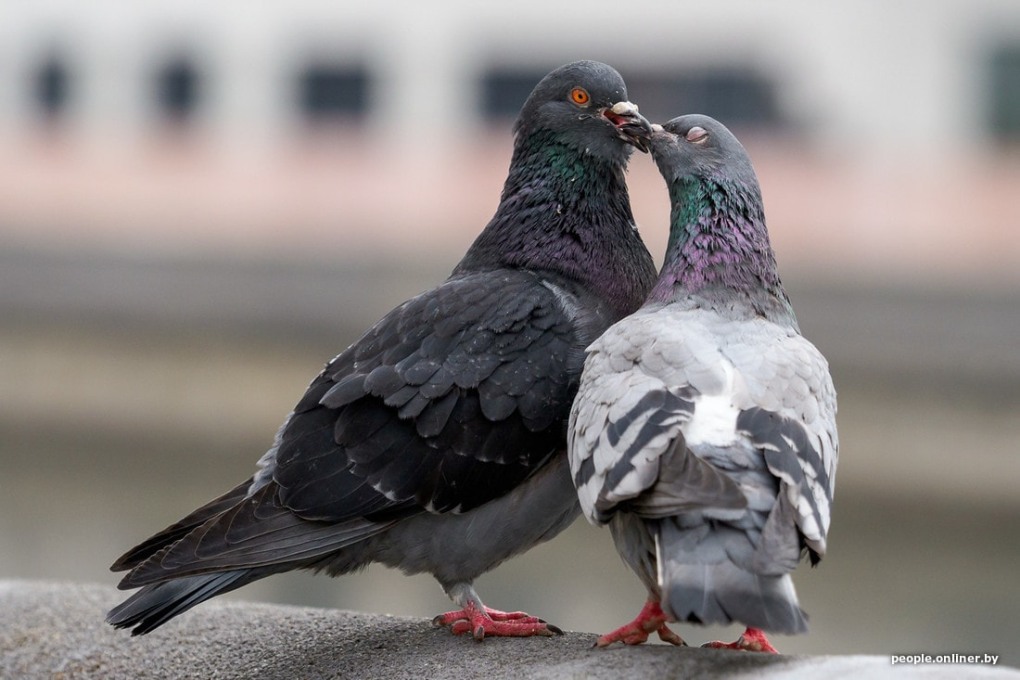 Голубь номер 48