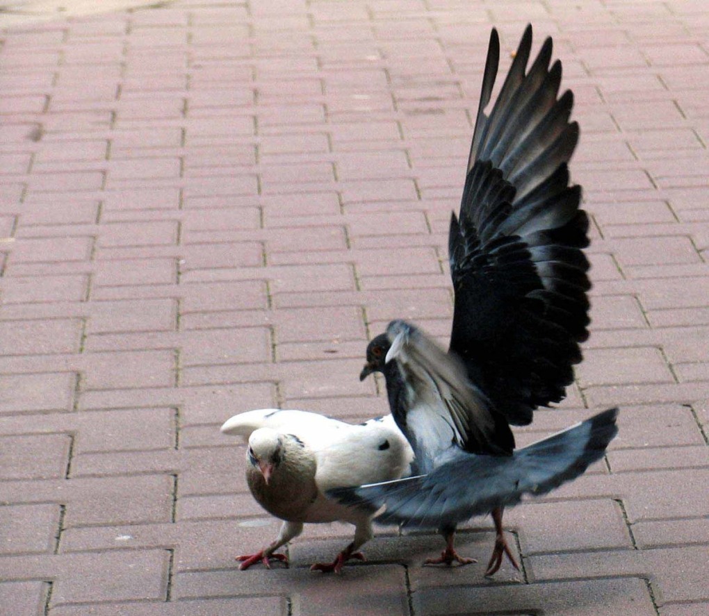 Драка голубей