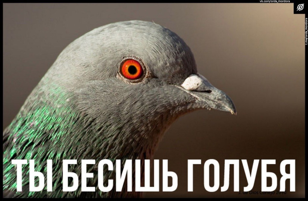 Бешеный голубь