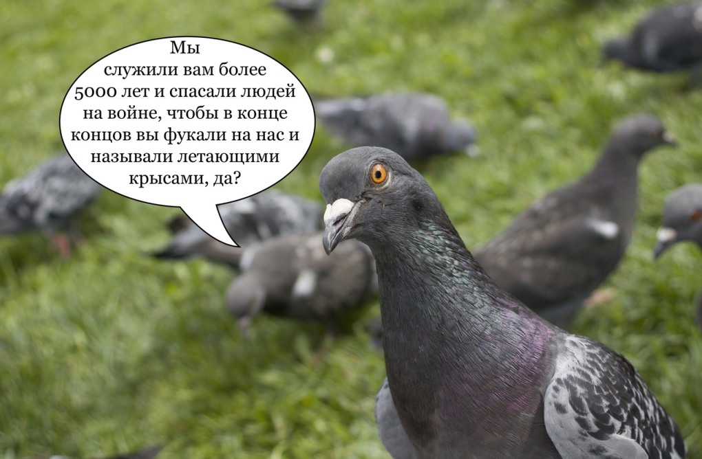 Обиженный голубь