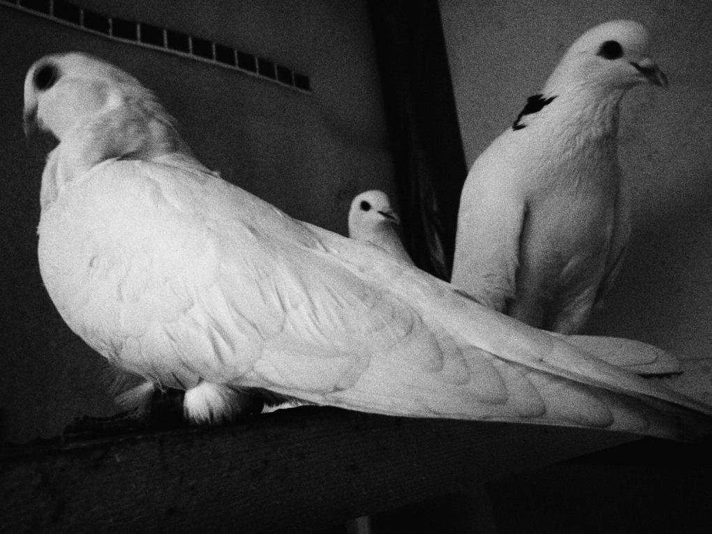 Без голубизны