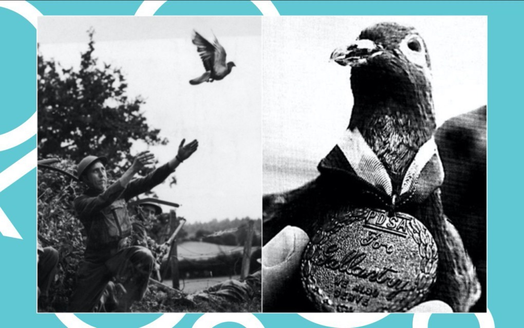 Почтовый голубь Шер ами