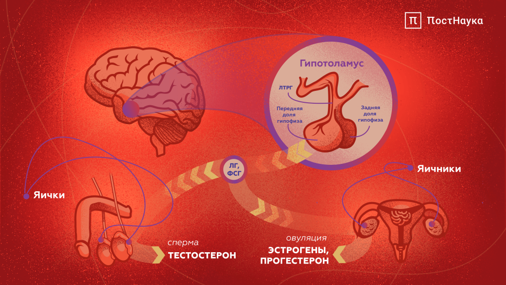 Комплексы Эстетика
