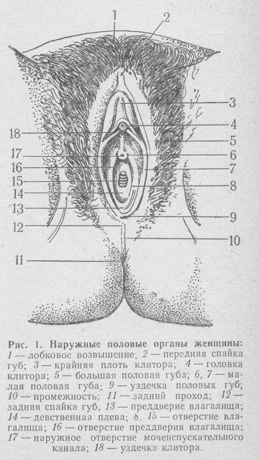Наружные женские половые органы