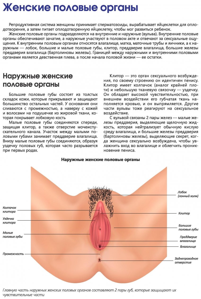 Наружные женские половые органы