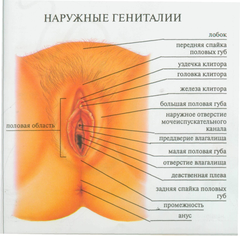 Нормальная анатомия женского влагалища